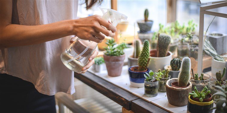 FALL CARE TIPS FOR YOUR INDOOR PLANTS