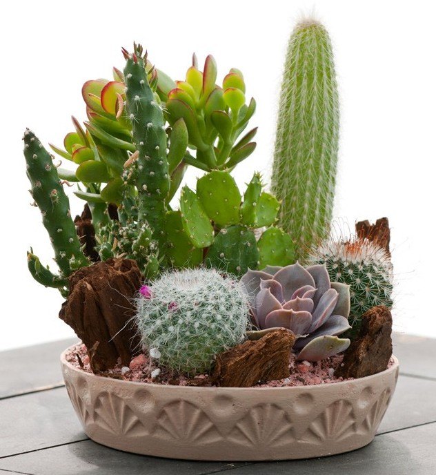 The Cactus and Succulent Care Guide